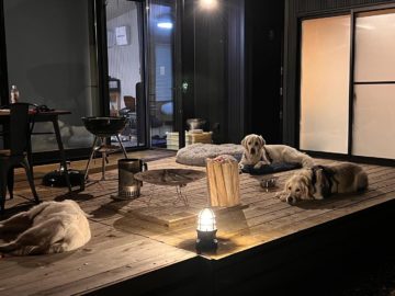 愛犬とキャンプ