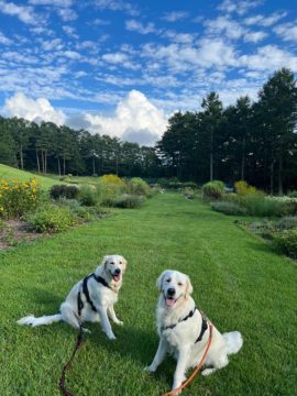 愛犬と草原と青空