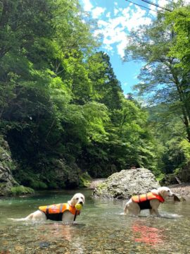 愛犬と川あそび